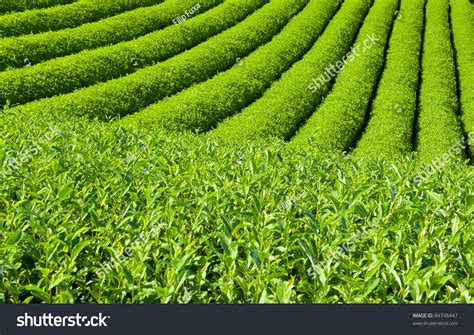 Beautiful Fresh Green Tea Plantation At Nihondaira, Shizuoka - Japan ...