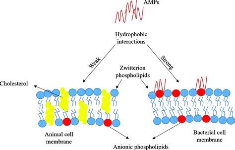 d-Amino acids in antimicrobial peptides: a potential approach to treat and combat antimicrobial ...