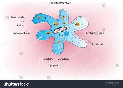 Amoeba Amoeboid Microscopic Cell Unicellular Organism Stock Vector ...