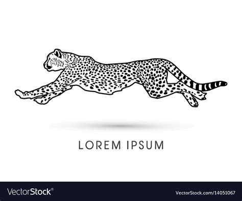 Cheetah running Royalty Free Vector Image - VectorStock