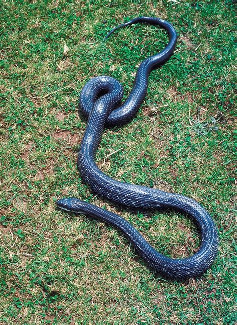 Black rat snake | reptile | Britannica