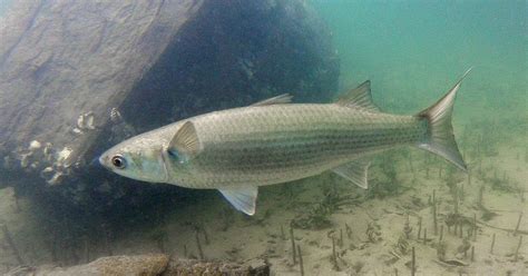 Grey Mullet - Saltwater - Fishing - boatiesnz