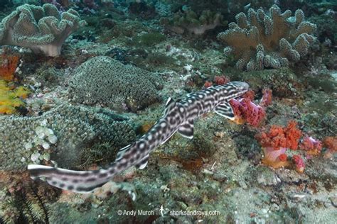 Coral Catshark - Atelomycterus marmoratus