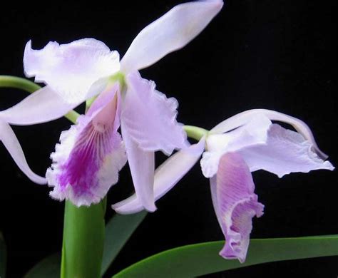 Cattleya labiata ‘September Mist’ – OLYMPIC ORCHIDS