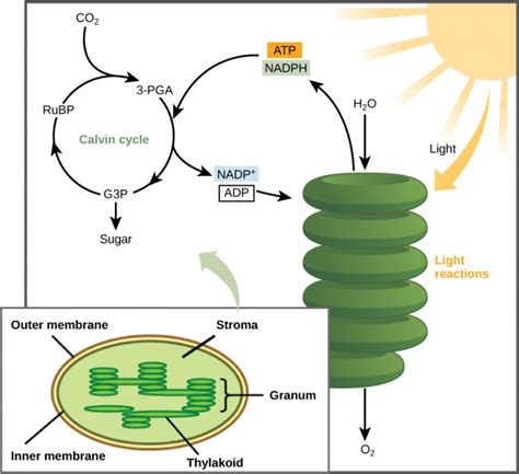 The Calvin Cycle | OpenStax: Concepts of Biology