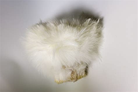 White plume feather per ounce - Centralia Fur & Hide