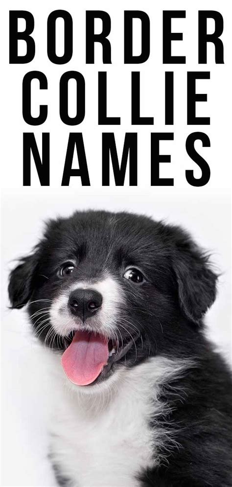 Border Collie Names - 350 Ideas Perfect For Clever Collies