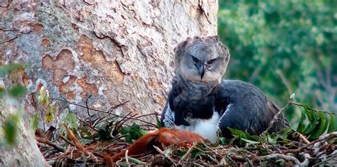 Watch: Howler monkey for dinner at the first harpy eagle nest cam ...