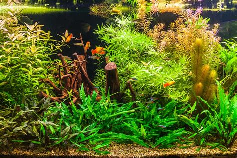 5 Easy, Low-Light Aquarium Plants Even I Can't Kill