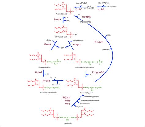 | Kennedy Pathway for synthesis of phospholipids in Escherichia coli ...