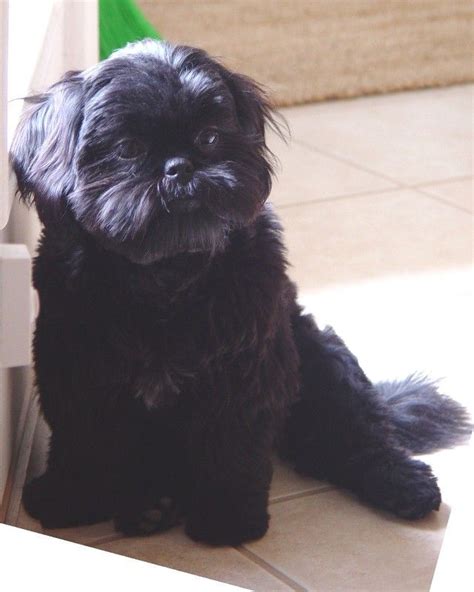 best picture ideas about shih tzu puppies - oldest dog breeds | Shih tzu puppy, Shih tzu dog ...