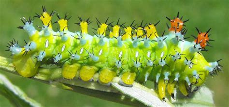 cecropia moth - Hyalophora cecropia Linnaeus