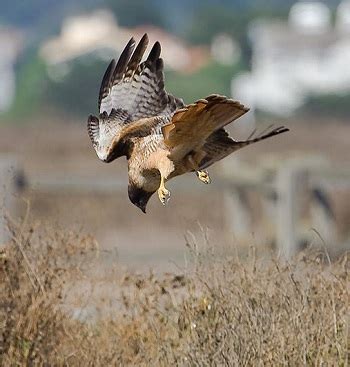 Red-Tailed Hawk Facts: Lesson for Kids | Study.com