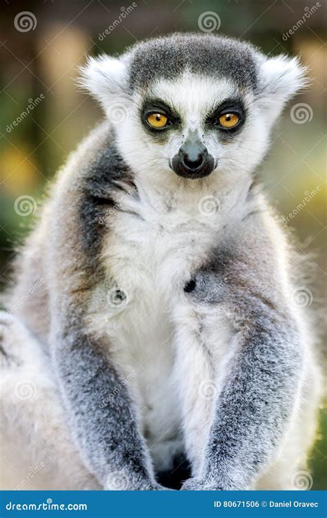 Funny Lemur Varecia Rubra Stock Image | CartoonDealer.com #49621807