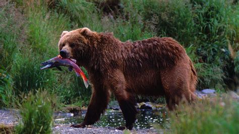 Grizzly Ecology Pt. 3: Bears, Fish, and Trees - Grizzly bear conservation