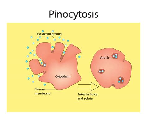 Diagram Of Pinocytosis