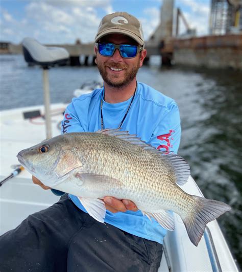 Mangrove Snapper on Topwaters