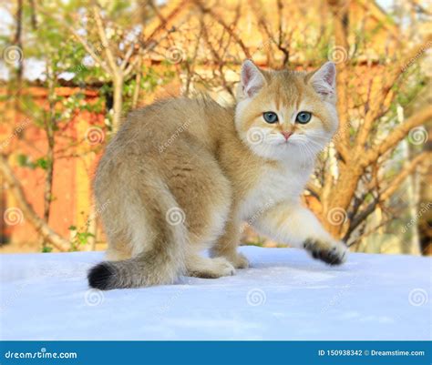 British Shorthair Kitten Golden Color Stock Photo - Image of blueeyes ...