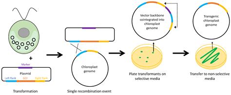 Biology | Free Full-Text | Selectable Markers and Reporter Genes for Engineering the Chloroplast ...