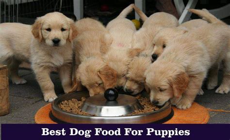 5 Best Dog Food For Puppies In 2019 - Totally Goldens