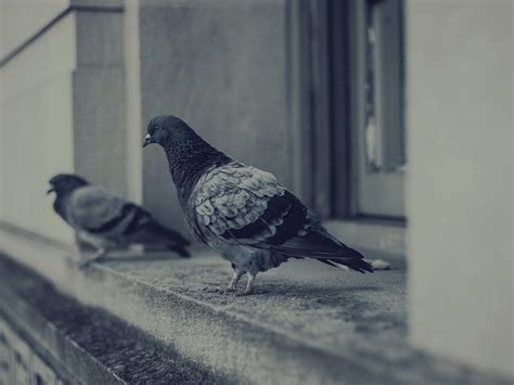 Information About Homing Pigeons