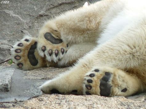 Curiosidades Sobre os Animais Bonitos - Urso-Polar Edição | Explore | Incrível Atividades e ...