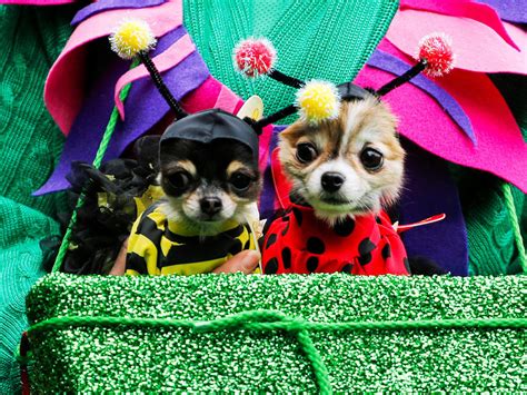 Halloween Dog Parade 2016 - CBS News