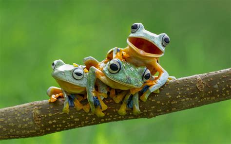 Wallpaper frog Three 3 Branches Animals