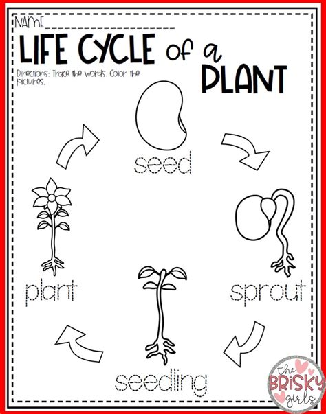 Free Plant Life Cycle Worksheet