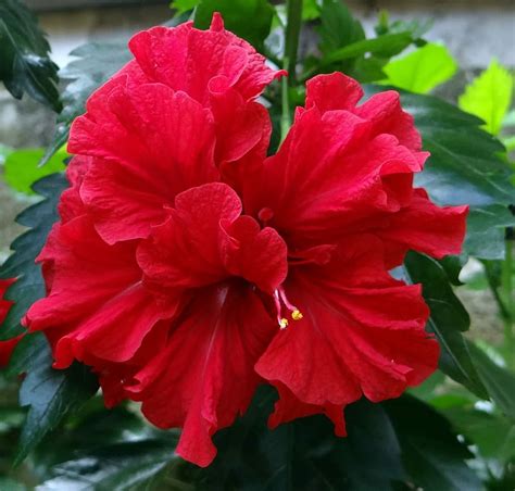 Hibiscus, Gudhal Flower (Red Double)