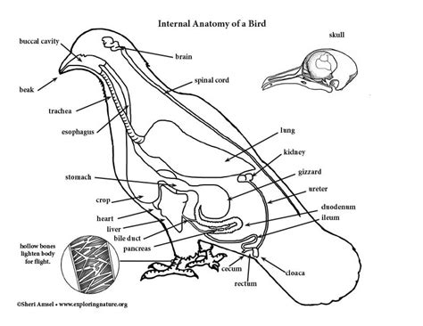 Pigeon Anatomy