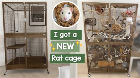 Small Rat Cage Setup | atelier-yuwa.ciao.jp