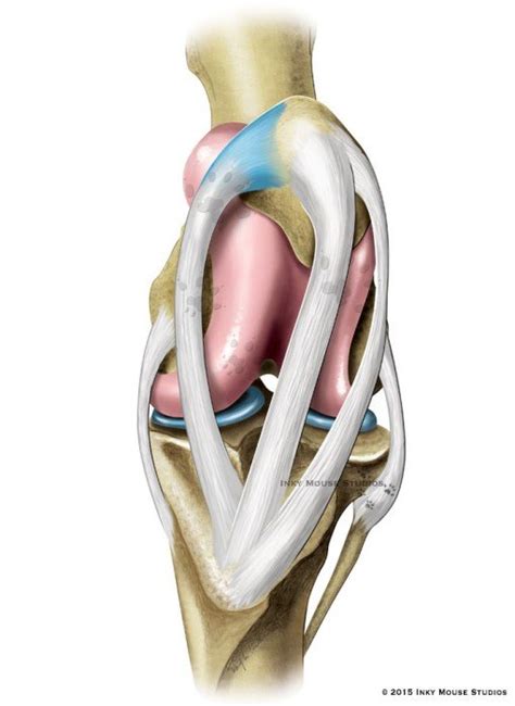 Equine Stifle Joint Anatomy Locked Versus Unlocked Position