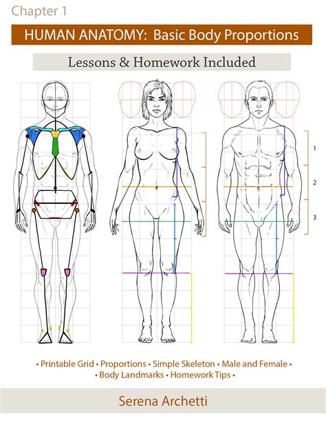 Human Anatomy: Body Proportions Tutorial — Serena Archetti