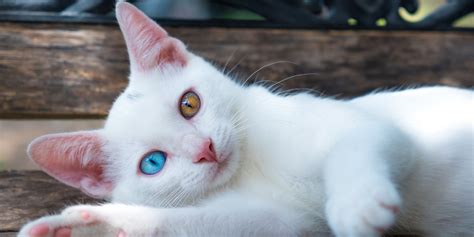 Heterochromia In Cats (Cats With Different Colored Eyes) - All About Cats