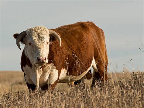 Horned Hereford Cattle Stock Photos, Pictures & Royalty-Free Images - iStock