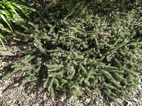 Grevillea lanigera ‘Mt Tamboritha’ | Australian Plants Society