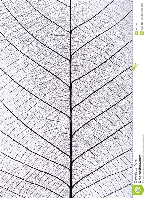 Leaf veins clipart - Clipground