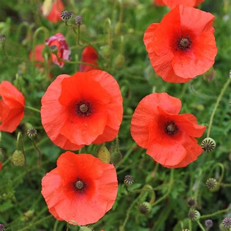 10 Types Of Poppy Flowers Growing Tips, 51% OFF