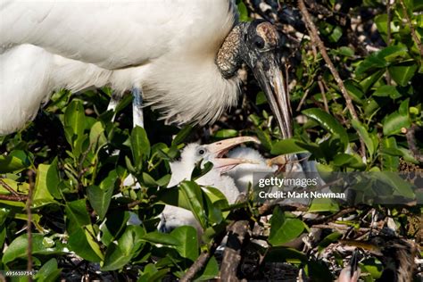 Wood Stork Nesting High-Res Stock Photo - Getty Images