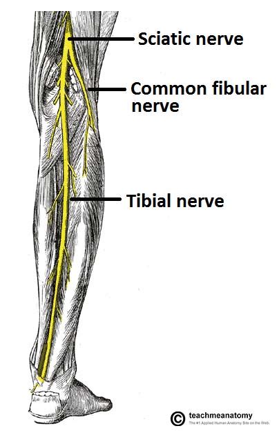 Nerves of the Lower Limb - TeachMeAnatomy