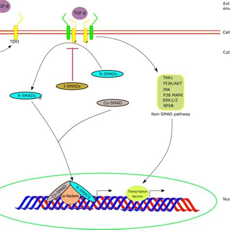 Murine GDF15 gene has a conserved structure including two exons... | Download Scientific Diagram