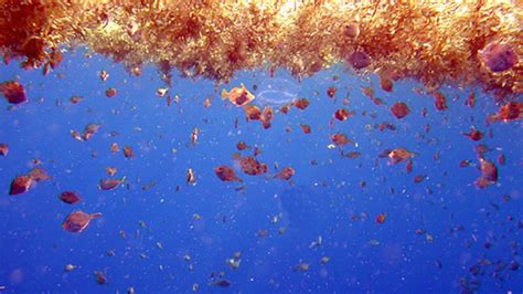 Improving transport predictions of pelagic Sargassum – NOAA's Atlantic ...