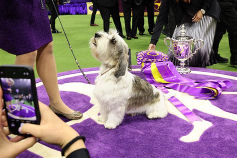 Westminster Dog Show 2023 winners: A complete list including Best in Show