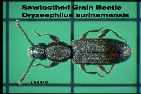 Sawtoothed Grain Beetle