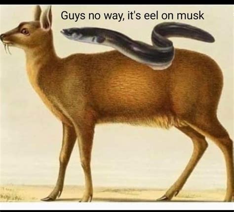 eel on musk : r/memes