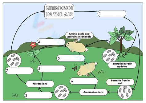 Free Printable Worksheets on Nitrogen Cycle Worksheets - Worksheets Library