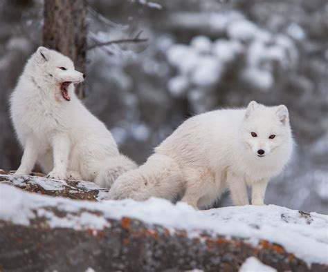 Arctic Fox - Yukon Wildlife Preserve