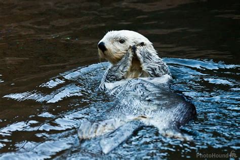 Image of Point Defiance Zoo by Joe Becker | 42575