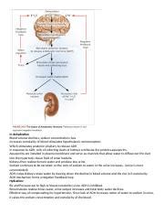 Action of ADH .docx - In dehydration Blood volume declines sodium concentration rises Increases ...